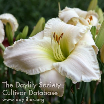 http://www.indianadaylilyirissociety.org/DaylilyNCAP2024/Palladian_White.jpg